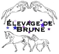 Bienvenue à l'Elevage de Brune